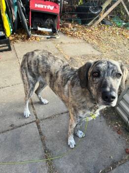 Rescue Black Mouth Cur and Maremma Sheepdog Dogs for Adoption in Calgary, Alberta - Dolly Pawton (Diamond) | PetCurious