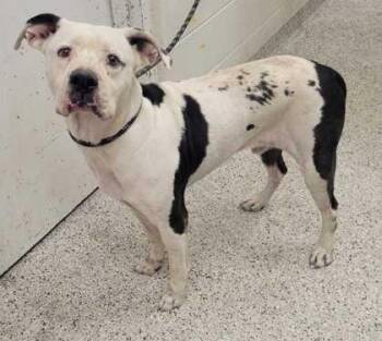 Porter -  Pit Bull Terrier and Mixed Breed Dog for Adoption in Kansas City, Missouri - Porter | PetCurious