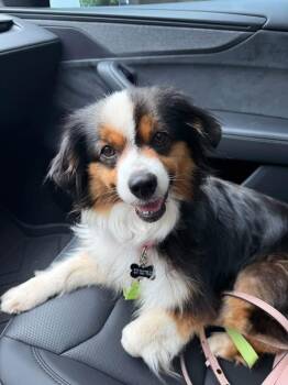 Remi -  Australian Shepherd Dog for Adoption in Southlake, Texas - Remi | PetCurious