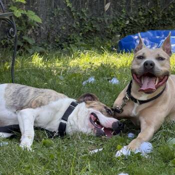 Daffy *Coming Soon* -  Mixed Breed Dog for Adoption in Dover, New Hampshire - Daffy *Coming Soon* | PetCurious