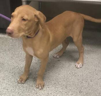 A430432 -  Labrador Retriever and Great Dane Dog for Adoption in Conroe, Texas - A430432 | PetCurious