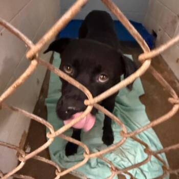 Kozmo -  Black Labrador Retriever Dog for Adoption in Wahiawa, Hawaii - Kozmo | PetCurious