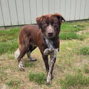 CT Hopper -  Australian Shepherd and Mixed Breed Dog for Adoption in Eastford, Connecticut - CT Hopper | PetCurious