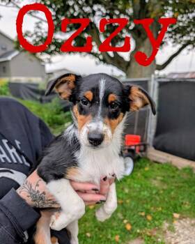 Ozzy -  Jack Russell Terrier Dog for Adoption in Cowlesville, New York - Ozzy | PetCurious