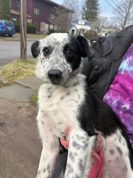 Border Collie and Australian Cattle Dog Blue Heeler Dogs Available for Adoption - Morris | PetCurious