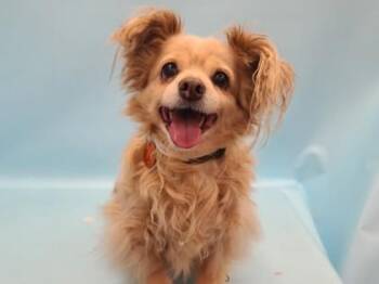 Jodi -  Pomeranian and Chihuahua Dog for Adoption in Golden Valley, Minnesota - Jodi | PetCurious