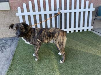 Australian Shepherd and Mixed Breed Dogs Available for Adoption - A607898 | PetCurious