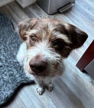Belmont -  German Wirehaired Pointer Dog for Adoption in Hoffman Estates, Illinois - Belmont | PetCurious