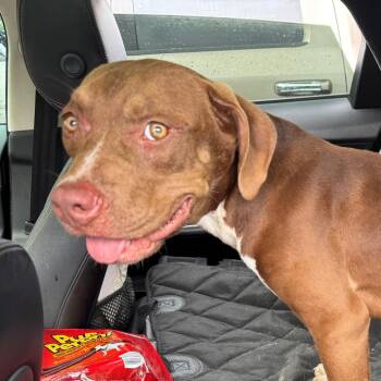 Cruiser -  Mixed Breed Dog for Adoption in Freeport, Florida - Cruiser | PetCurious