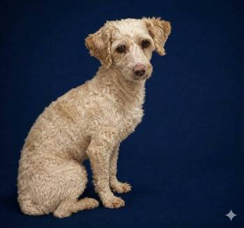 Arnez 2734 -  Poodle Dog for Adoption in Boca Raton, Florida - Arnez 2734 | PetCurious