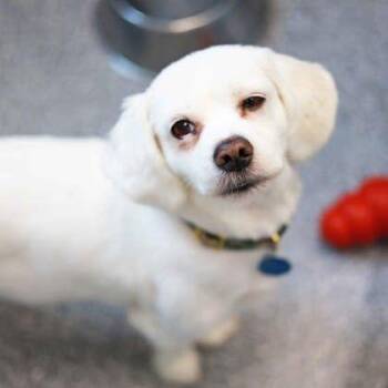 Lexie -  Mixed Breed Dog for Adoption in Atlanta, Georgia - Lexie | PetCurious