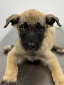 Rescue Belgian Shepherd Malinois and Mixed Breed Dogs for Adoption in Lockhart, Texas - Harper | PetCurious