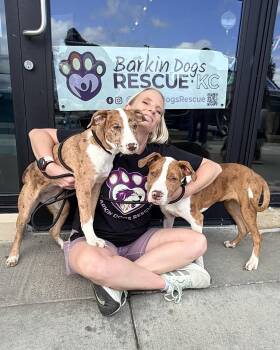 Feta cheese -  Catahoula Leopard Dog Dog for Adoption - Feta Cheese | PetCurious