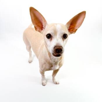 Chihuahua Dogs Available for Adoption in Scottsdale, Arizona - Peter | PetCurious