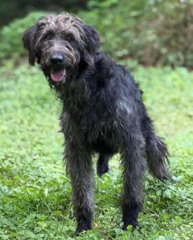 Mischief -  Poodle Dog for Adoption in Cheektowaga, New York - Mischief | PetCurious