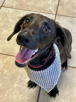 Jett -  Dachshund Dog for Adoption in Lacon, Illinois - Jett | PetCurious