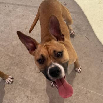 Rescue American Staffordshire Terrier and Mixed Breed Dogs for Adoption in Bend, Oregon - Topanga | PetCurious