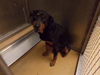 Rottweiler and Mixed Breed Dogs Available for Adoption in Martinez, California - ABU | PetCurious