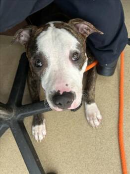 BRUYES -  Pit Bull Terrier Dog for Adoption in Derwood, Maryland - BRUYES | PetCurious