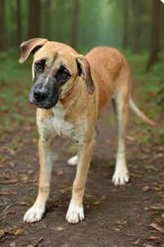Laverne Puppy -  Anatolian Shepherd Dog for Adoption in Ossining, New York - Laverne Puppy | PetCurious