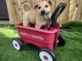 Black Mouth Cur Dogs Available for Adoption in Winter Garden, Florida - Shauni | PetCurious