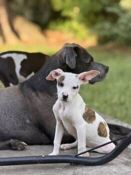 Chihuahua and Beagle Dogs Available for Adoption in Oceanport, New Jersey - Wylie | PetCurious