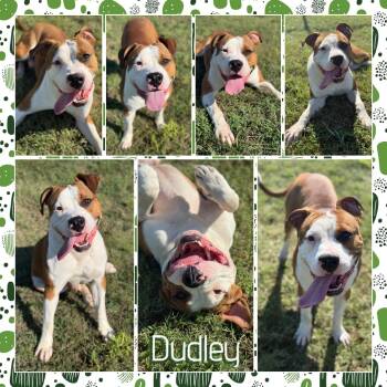 Rescue Pit Bull Terrier Dogs for Adoption in Fort Smith, Arkansas - Dudley (Big Brother) | PetCurious