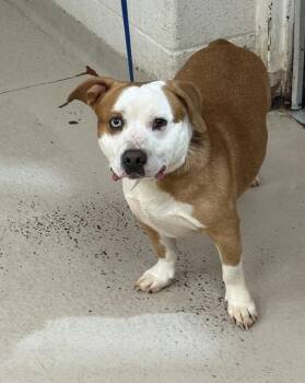 Pit Bull Terrier and Terrier Dogs Available for Adoption - Koda (835) | PetCurious