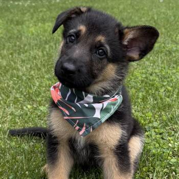 Kevin -  German Shepherd Dog Dog for Adoption in Mazon, Illinois - Kevin | PetCurious