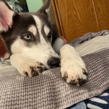 Siberian Husky Dogs Available for Adoption - Stella | PetCurious