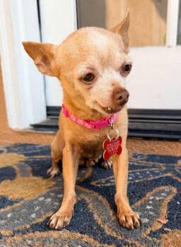 Chiquita -  Chihuahua Dog for Adoption in San Diego, California - Chiquita | PetCurious