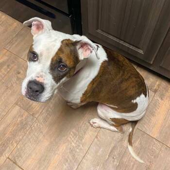 Ziva -  Mixed Breed Dog for Adoption in Pelham, New Hampshire - Ziva | PetCurious
