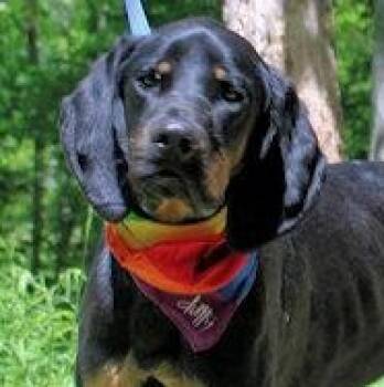 Black And Tan Coonhound Dogs Available for Adoption - Joe Cool (GA) | PetCurious