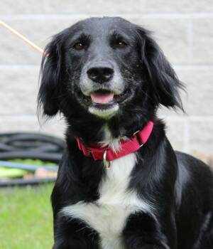 Sally -  Retriever Dog for Adoption in Portage, Wisconsin - Sally | PetCurious