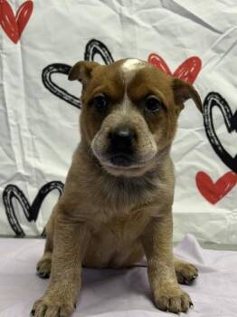Cattle Dog and Mixed Breed Dogs Available for Adoption - Yam | PetCurious