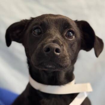 Einstein -  Chihuahua Dog for Adoption in Goleta, California - Einstein | PetCurious
