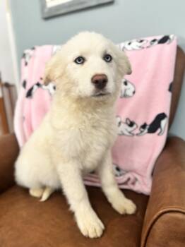 Great Pyrenees and Husky Dogs Available for Adoption - Minerva | PetCurious