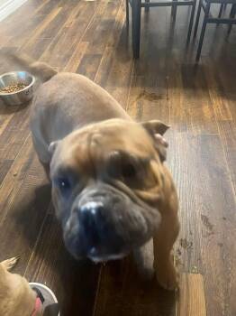 English Bulldog Dogs Available for Adoption in Arlee, Montana - Spanky | PetCurious