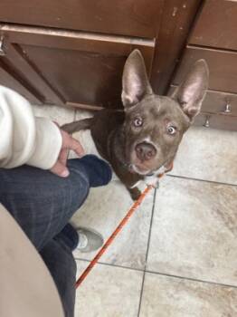 Rescue Mixed Breed Dogs for Adoption in Cincinnati, Ohio - Ozzy Osbourne | PetCurious