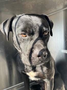 MIDNIGHT -  Mixed Breed Dog for Adoption in Dallas, Texas - MIDNIGHT | PetCurious