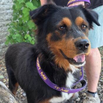 Delilah JuM -  Australian Shepherd and Mixed Breed Dog for Adoption in Austin, Texas - Delilah JuM | PetCurious