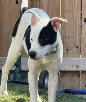 Rescue Border Collie and Pit Bull Terrier Dogs for Adoption in Longview, Texas - Calie | PetCurious