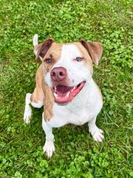 Dallas -  Mixed Breed Dog for Adoption in Wooster, Ohio - Dallas | PetCurious