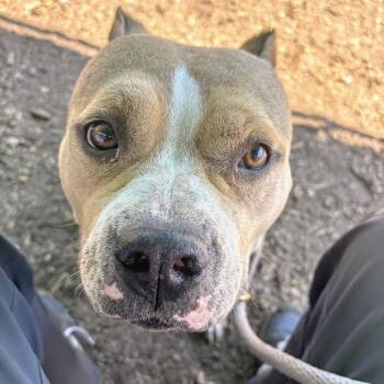 Madera -  Pit Bull Terrier Dog for Adoption in Oakland, California - Madera | PetCurious