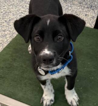 Labrador Retriever and Australian Cattle Dog Blue Heeler Dogs Available for Adoption in Golden, Colorado - Lizzy | PetCurious