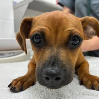 Rachel -  Chihuahua and Miniature Pinscher Dog for Adoption in Corpus Christi, Texas - Rachel | PetCurious