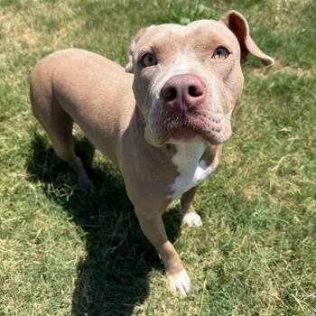 Hazel -  Pit Bull Terrier Dog for Adoption in Norman, Oklahoma - Hazel | PetCurious