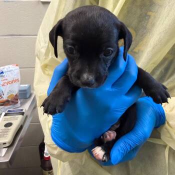 Fester -  Chihuahua and Mixed Breed Dog for Adoption in Council Bluffs, Iowa - Fester | PetCurious