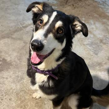 Australian Shepherd Dogs Available for Adoption - Prince | PetCurious