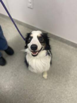 Australian Shepherd Dogs Available for Adoption in Loveland, Colorado - ENZO | PetCurious